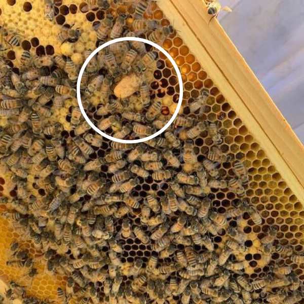 A queen bee cell circled inside a nucleus colony